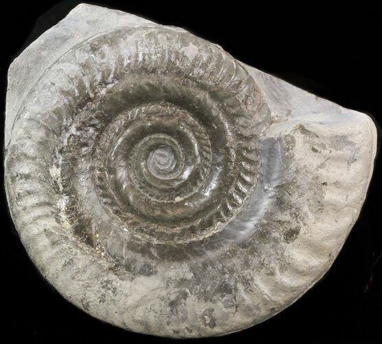 Hildoceras bifrons Ammonite - England #42668